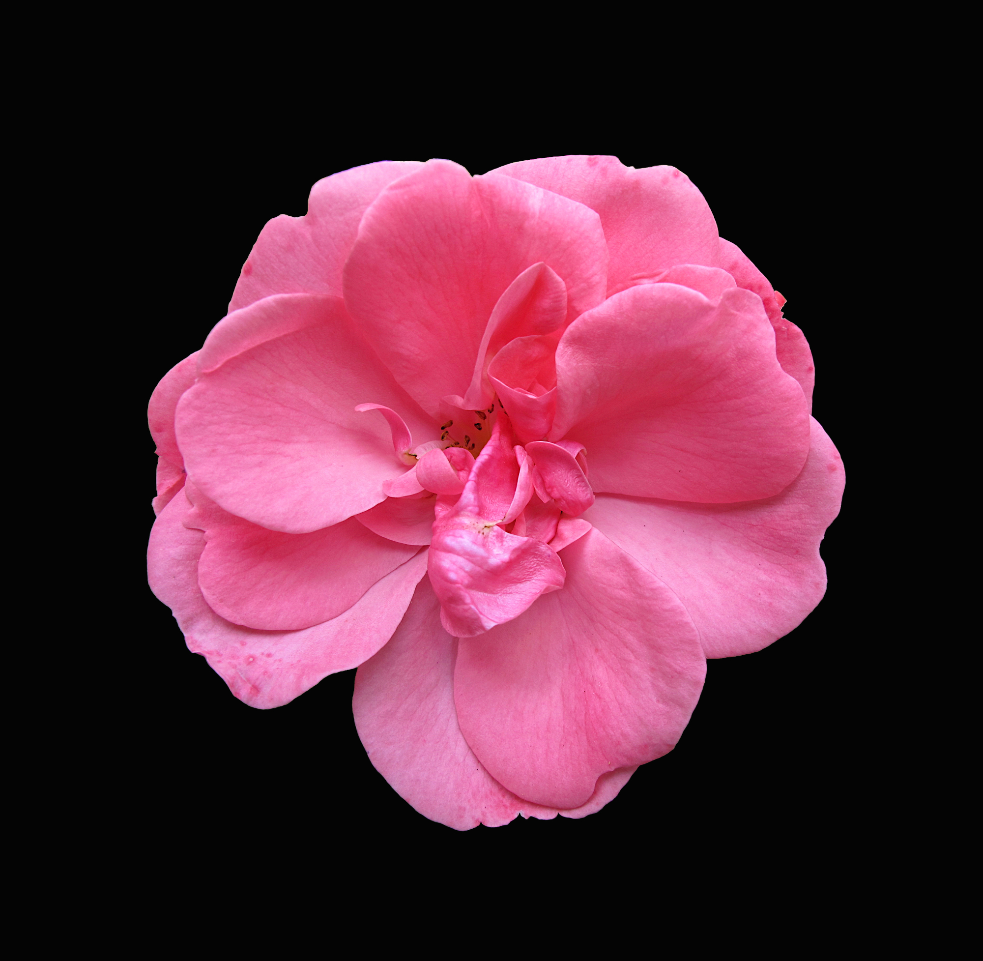Pink rosy rose flower in sunlight